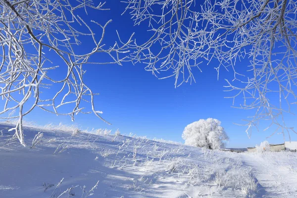 Vackra Vinterlandskap Träd Hes Det Snötäckta Fältet Solig Dag — Stockfoto