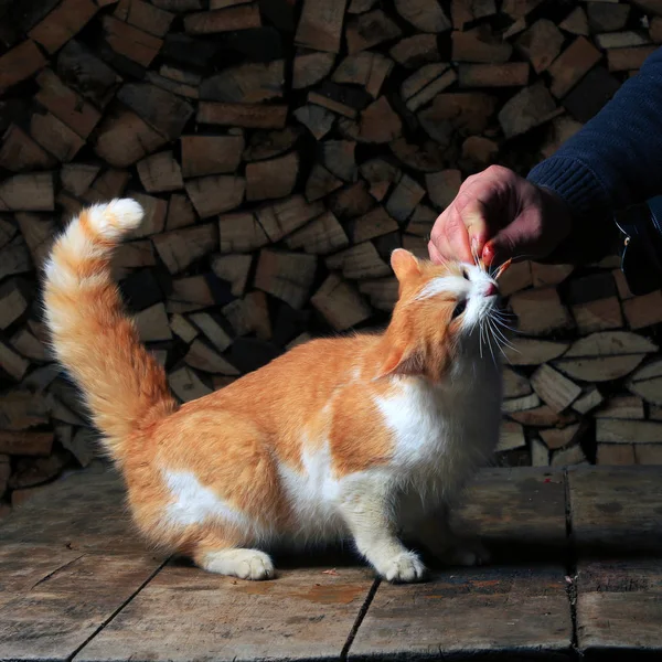 Close Gengibre Gato Suas Patas Traseiras Alcançando Carne Mão Homem — Fotografia de Stock