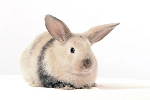 Close Easter Bunny Estúdio Fundo Branco — Fotografia de Stock