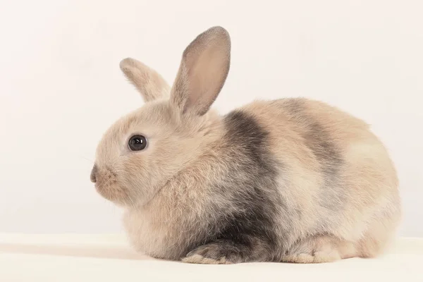 Primer Plano Conejito Pascua Estudio Fondo Blanco — Foto de Stock