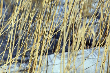 nehir kıyısında güneş ışığı altında kuru çim izole makro doku