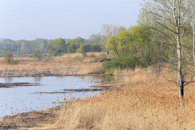 Bahar manzara kuru sazlık nehir kıyısında ve orman genç yeşil yaprakları ile ufukta