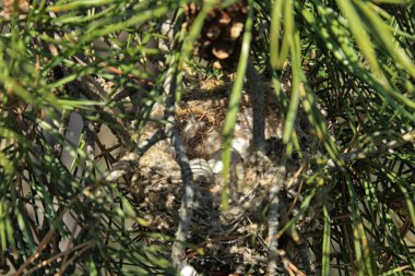 Kuş yuvası çam ağacı dalları içinde küçük beyaz yumurta ile yakın çekim