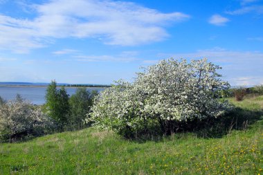Günbatımında nehir kıyısında çiçek açan elma ağaçları.