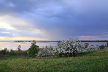 Günbatımında nehir kıyısında çiçek açan elma ağaçları.