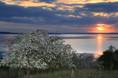 Günbatımında nehir kıyısında çiçek açan elma ağaçları.