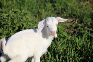 Güneşli bir bahar gününde yeşil bir çayırda otlayan genç beyaz keçi.