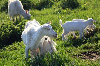 bir keçi bir güneşli bahar gününde yeşil çayır üzerinde çocuklarla portresi