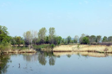 Bahar manzara ağaçlar güneşli bir sahil sakin nehrinde