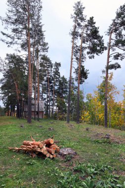 Sonbahar manzarası bulutlu bir günde karışık bir ormanda yürüyor.