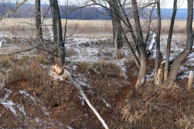 Nehir kıyısında kunduzların kemirdiği yapraksız sonbahar manzarası