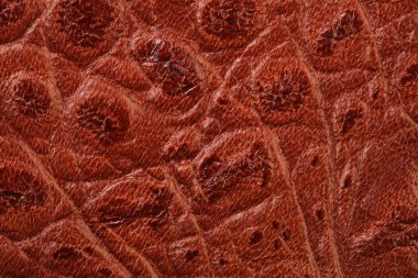 makro doku parçası timsah derisi stüdyo