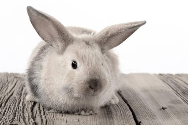 Close Easter Bunny Estúdio Fundo Branco — Fotografia de Stock