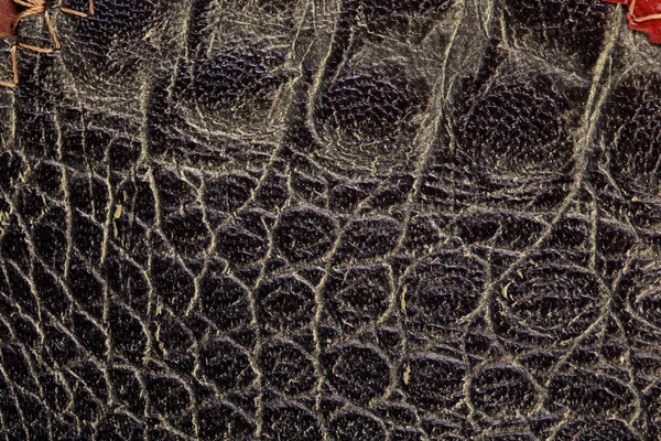 宏观纹理碎片鳄鱼皮革工作室 — 图库照片