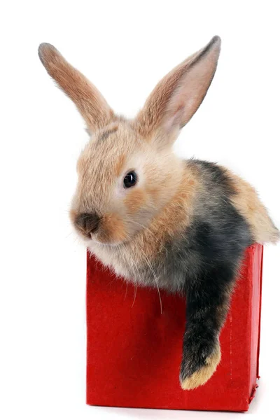 Nahaufnahme Porträt Hase Der Roten Schachtel Auf Weißem Hintergrund — Stockfoto