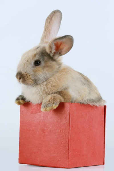 Nahaufnahme Porträt Hase Der Roten Schachtel Auf Weißem Hintergrund — Stockfoto