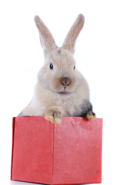 近くで何が起きているのでしょうか 白い背景スタジオの赤い箱の中のウサギ — ストック写真
