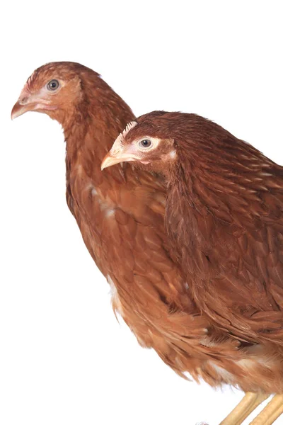 Close Portrait Pair Hens Red Color White Background Studio — Stock Photo, Image