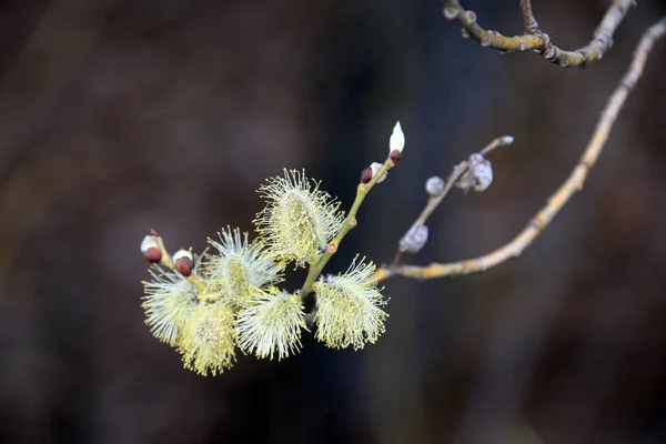 Macro Texture Blooming Willow Forest Spring — Stock Photo, Image