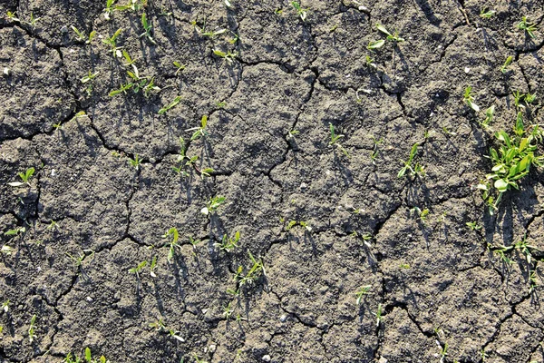 Makrostruktur Der Trockenen Rissigen Erde Zeitigen Frühling Tageslicht — Stockfoto