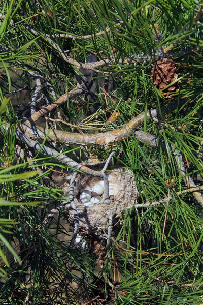 Närbild Fågelbo Med Små Vita Ägg Grenarna Tall — Stockfoto