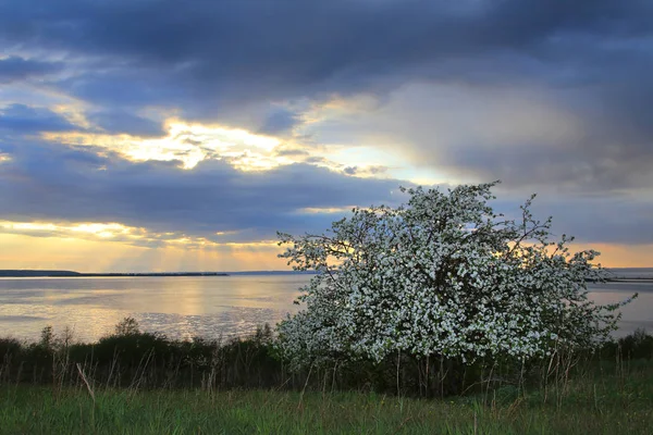 Günbatımında Nehir Kıyısında Çiçek Açan Elma Ağaçları — Stok fotoğraf