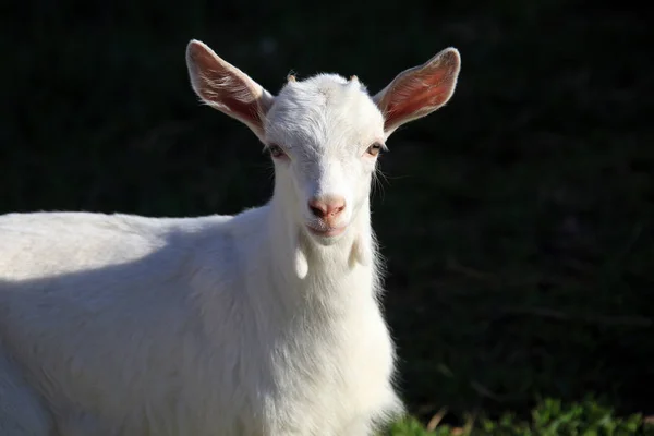 Young White Goatling Grazing Green Meadow Sunny Spring Day — Stock Photo, Image