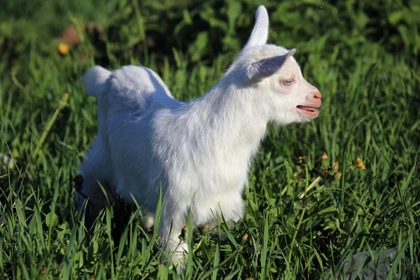 Young White Goatling Grazing Green Meadow Sunny Spring Day — Stock Photo, Image