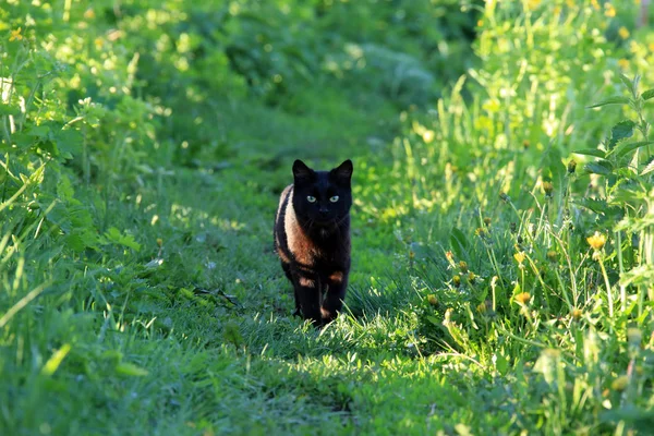 Portrait Beautiful Black Cat Garden Green Grass Spring — Stock Photo, Image