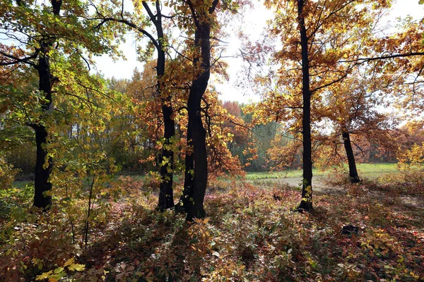 Осінній Пейзаж Ґрунтова Дорога Дубовому Гаю Рано Вранці — стокове фото