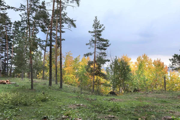 autumn landscape walk in a mixed forest on a cloudy day