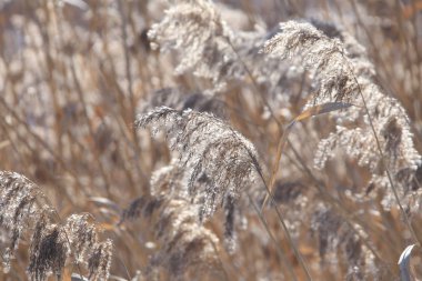 nehir kıyısında güneş ışığı altında kuru çim izole makro doku