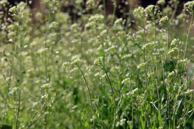 yakın çekim çim shepherd's çanta sabah erken ilkbaharda bir çayırda 