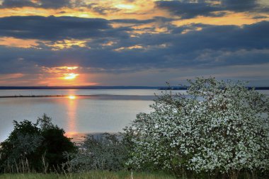 Günbatımında nehir kıyısında çiçek açan elma ağaçları.