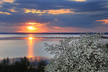 Günbatımında nehir kıyısında çiçek açan elma ağaçları.
