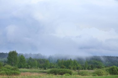 bahar manzara kalın sis sabahın erken saatlerinde orman üzerinde