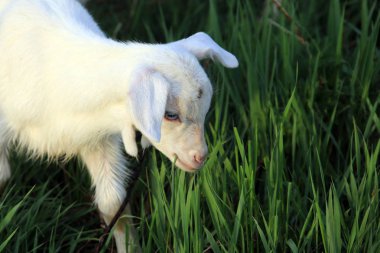 Güneşli bir bahar gününde yeşil bir çayırda otlayan genç beyaz keçi.