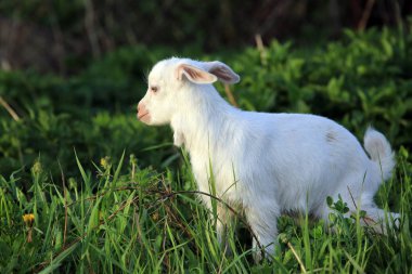 Güneşli bir bahar gününde yeşil bir çayırda otlayan genç beyaz keçi.