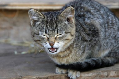 Bir köy evinin bahar verandada tabby yavru kedi portresi
