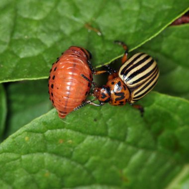 Colorado patates böceği ve larva bahçedeki yeşil patates yapraklarının üzerinde güneş ışığı. 