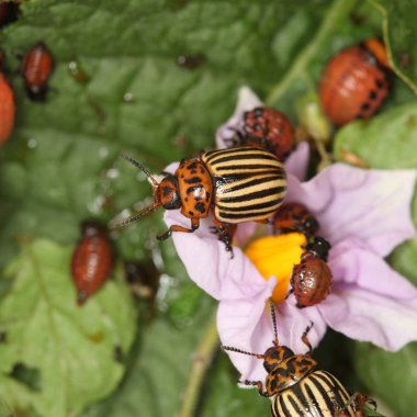 Colorado patates böceği ve larva bahçedeki yeşil patates yapraklarının üzerinde güneş ışığı. 