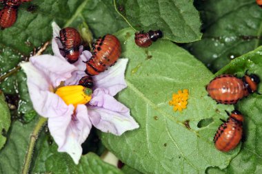 Colorado patates böceği ve larva bahçedeki yeşil patates yapraklarının üzerinde güneş ışığı. 