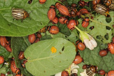 Colorado patates böceği ve larva bahçedeki yeşil patates yapraklarının üzerinde güneş ışığı.