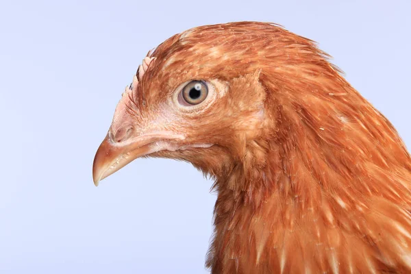 Крупным Планом Портрет Одной Красной Курицы Белом Фоне Студии — стоковое фото