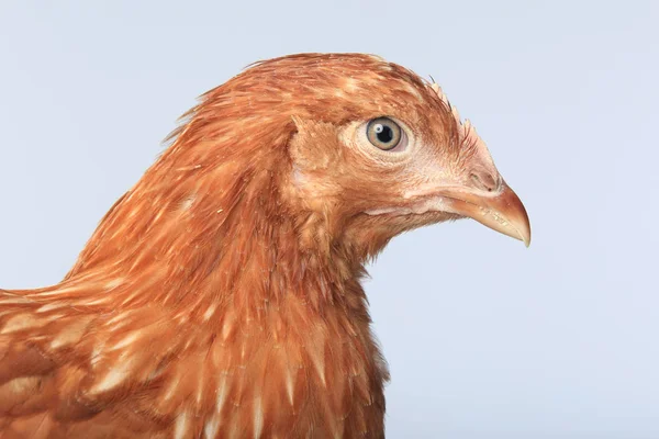 Primer Plano Retrato Una Gallina Roja Sobre Fondo Blanco Estudio —  Fotos de Stock