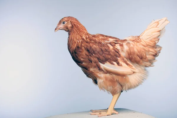 Крупным Планом Портрет Одной Красной Курицы Белом Фоне Студии — стоковое фото