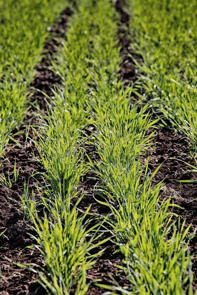 Makro Textur Unga Gröna Skott Vintern Grödor Ett Fält Början — Stockfoto