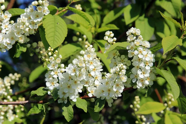 Macro Belas Flores Cereja Pássaro Jardim Dia Primavera Ensolarado — Fotografia de Stock