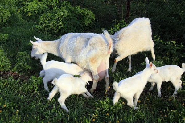 Retrato Una Cabra Con Niños Prado Verde Día Soleado Primavera —  Fotos de Stock