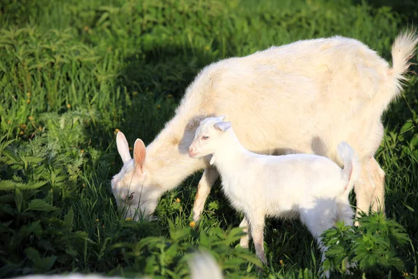 Retrato Una Cabra Con Niños Prado Verde Día Soleado Primavera — Foto de Stock